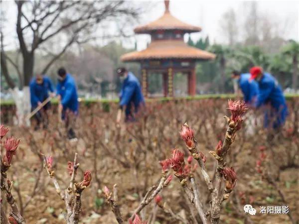 432月24日，中国国花园复工后的园林工人们在大田中为牡丹松土施肥，加强牡丹早春的田间管理。.jpg