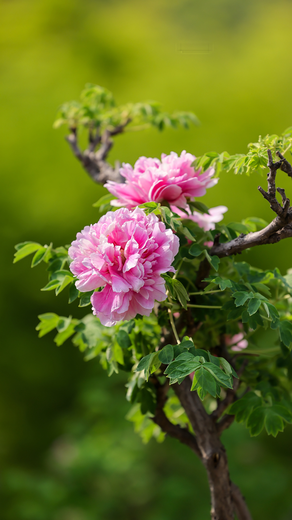 微信图片_20250415114112_副本